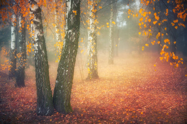 Misty morning in autumn birch forest