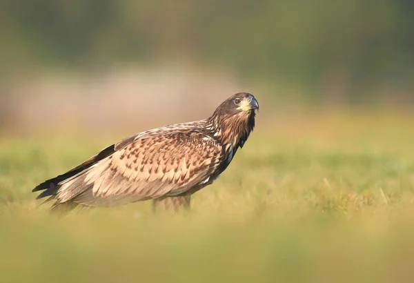 Zeearend Haliaeetus Albicilla — Stockfoto