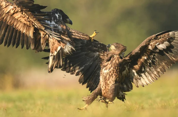 Vitstjärtad Örn Haliaeetus Albicilla — Stockfoto