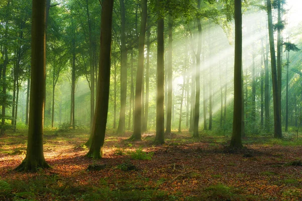 Schöner Morgen Wald — Stockfoto