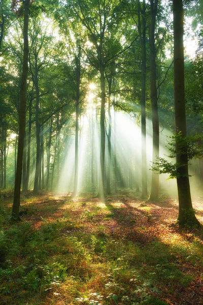 Krásné Ráno Lese — Stock fotografie