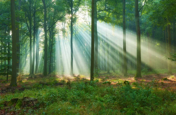 Bela Manhã Floresta — Fotografia de Stock