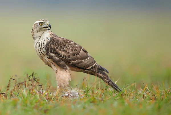 Accipiter Gentilis 가까이에 — 스톡 사진