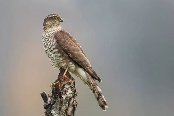 Pardal Falcão Accipiter Nisus Fêmea — Fotografia de Stock