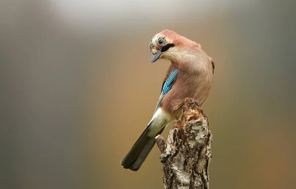 Euraziatische Gaai Garrulus Glandarius Sluit — Stockfoto