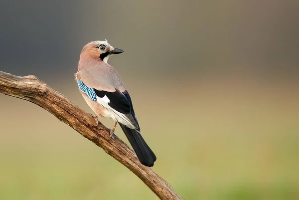 Eichelhäher Garrulus Glandarius Aus Nächster Nähe — Stockfoto