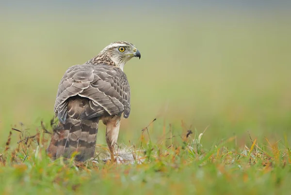 Goshwak Settentrionale Accipiter Gentilis Vicino — Foto Stock