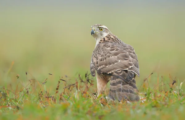 Goshwak Settentrionale Accipiter Gentilis Vicino — Foto Stock