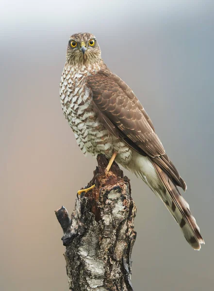 Pardal Falcão Accipiter Nisus Fêmea — Fotografia de Stock