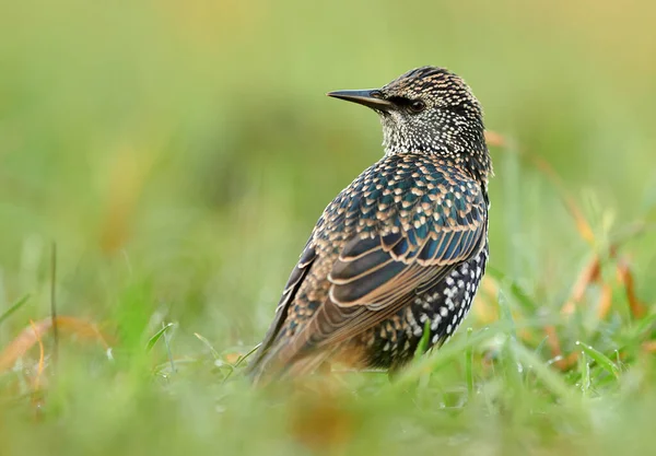 Estorninho Comum Sturnus Vulgaris Perto — Fotografia de Stock