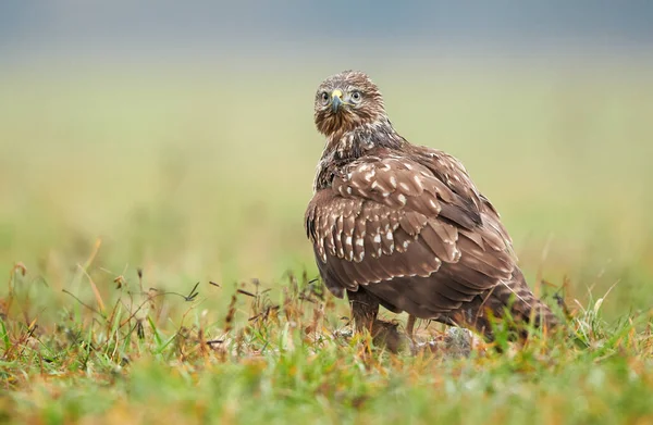 普通秃鹰 Buteo Buteo — 图库照片