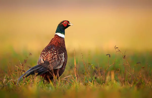 Ringneck Pheasant Phasianus Colchicus Male — Stock Photo, Image