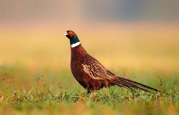 Ringneck Pheasant Phasianus Colchicus Male — Stock Photo, Image