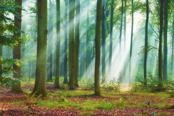 Schöner Morgen Wald — Stockfoto