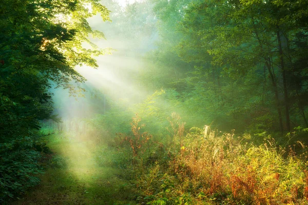 Belle Matinée Dans Forêt — Photo