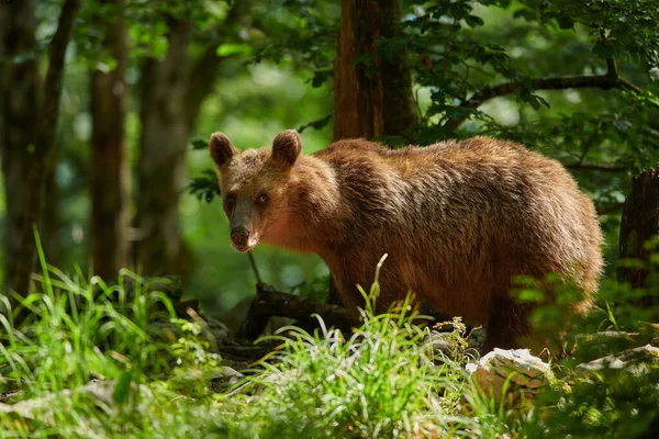 Braunbär Ursus Arctos Aus Nächster Nähe — Stockfoto