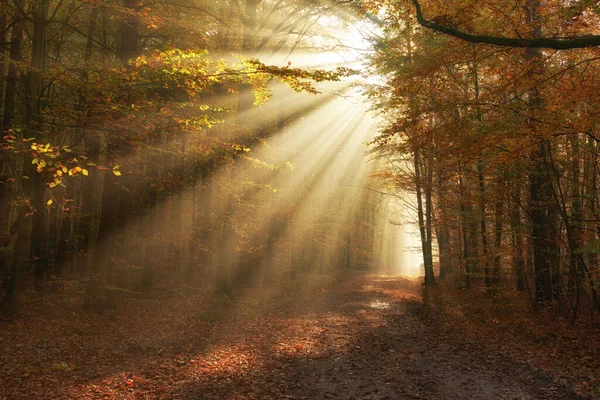Jesienny Poranek Lesie — Zdjęcie stockowe