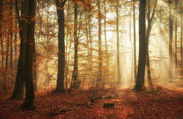 Matin Automne Dans Forêt — Photo