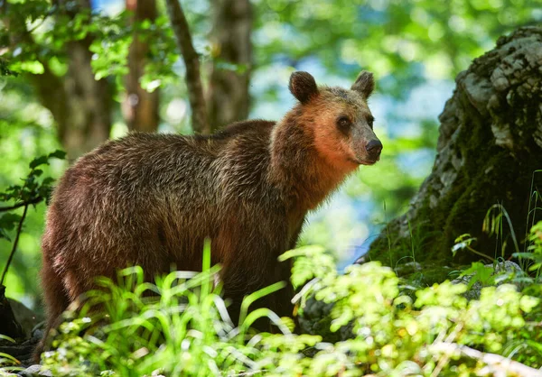 Oso Pardo Salvaje Ursus Arctos Cerca —  Fotos de Stock