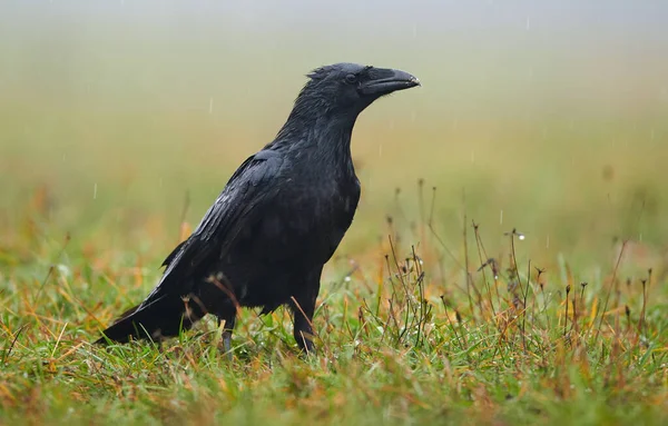 Corvo Corvus Corax Perto — Fotografia de Stock