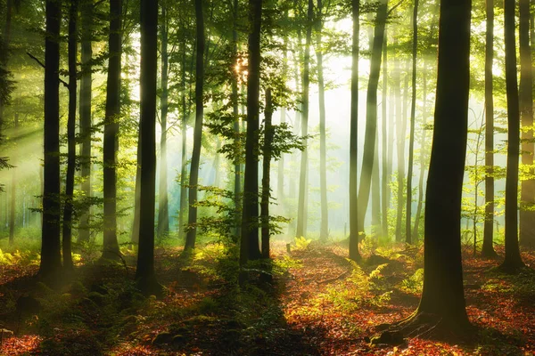 Matin Automne Dans Forêt — Photo