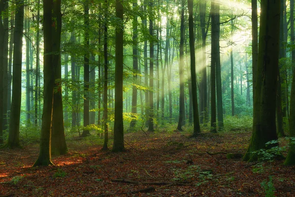 Vacker Morgon Skogen — Stockfoto