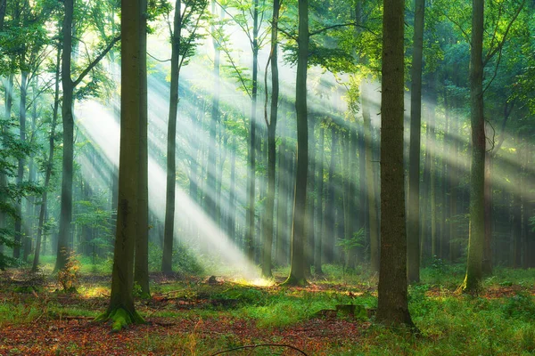 Piękny Poranek Lesie — Zdjęcie stockowe