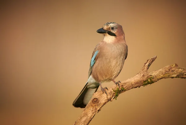 Eurasiatisk Kaj Garrulus Glandarius Nära Håll — Stockfoto