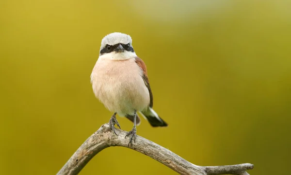 Rood Ruggengraat Shrike Lanius Collurio — Stockfoto