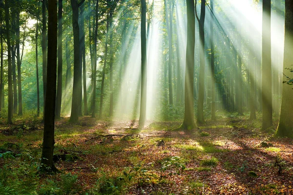 Beautiful Morning Forest — Stock Photo, Image