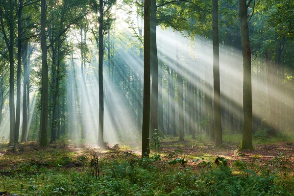 Belle Matinée Dans Forêt — Photo