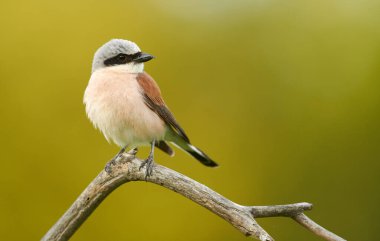 Kırmızı Shrike 'ı destekledi (Lanius collurio)