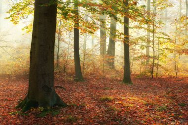 Ormanda sonbahar sabahı