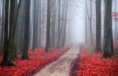 Kayın ormanında sisli bir sabah