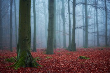 Karanlık orman sisle kaplı.