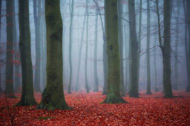 Karanlık orman sisle kaplı.