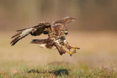 Uçuşta sık görülen akbaba (Buteo buteo)