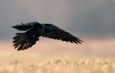 Kuzgun (Corvus corax) kapat 