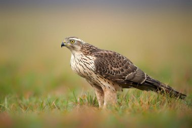 Kuzey Goshwak (Accipiter gentilis) kapat