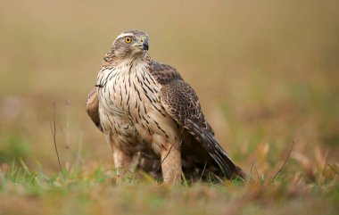 Kuzey Goshwak (Accipiter gentilis) kapat