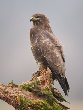 Yaygın akbaba (Buteo buteo) kapat