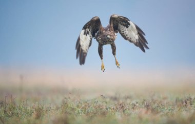 Uçuşta sık görülen akbaba (Buteo buteo)