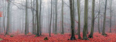 Sis kaplı bir orman manzarası. 