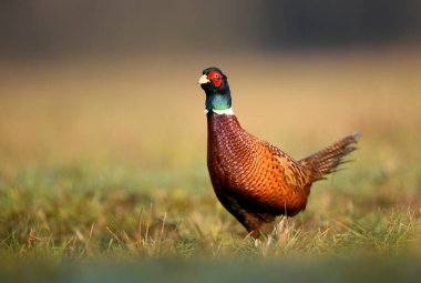 Halka yakalı Sülün (Phasianus colchicus)