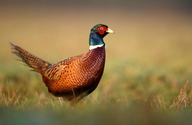 Halka yakalı Sülün (Phasianus colchicus)