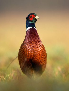 Halka yakalı Sülün (Phasianus colchicus)