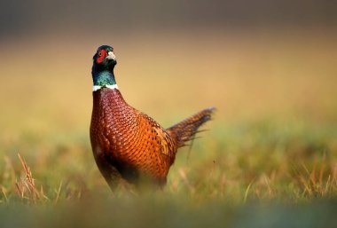 Halka yakalı Sülün (Phasianus colchicus)