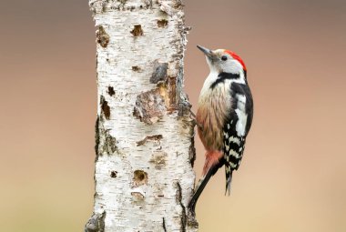 Orta benekli ağaçkakan (Dendrocoptes medius)