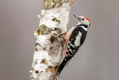Orta benekli ağaçkakan (Dendrocoptes medius)