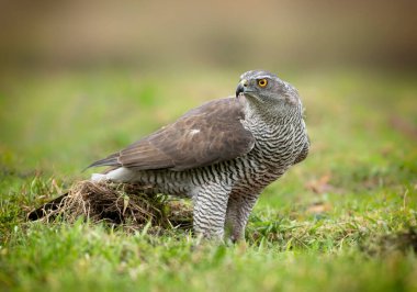 Kuzey Goshwak (Accipiter gentilis) kapat